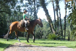 cavalos-bemestar-animais4