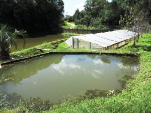 piscicultura-mallet-projeto