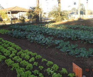 horta-inocenciodeoliveira-uniaodavitoria