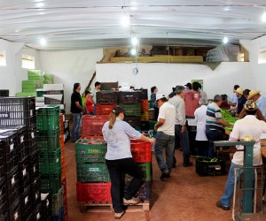 Programa Paranaense de Certificação de Produtos Orgânicos. Foto: Tecpar