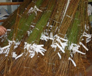 mudas-arvores-canoinhas