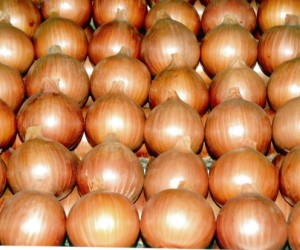 producao-cebola-sc