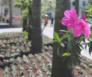 alergias-flores-saude