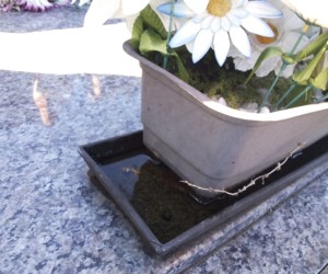 cemitXXrio-XXgua-no-vaso