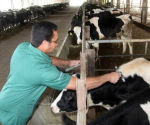 VACINA FEBRE AFTOSA
