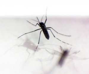 Mosquito Aedes aegypti. Curitiba, 04/12/2015. Foto: Pedro Ribas/ANPr