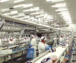 A cadeia paranaense da avicultura abate cerca de 1,6 bilhão de aves por ano. Divulgação/Sindiavipar