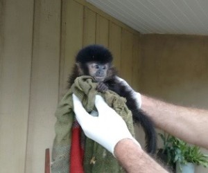 macaco1