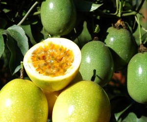 Os pesquisadores do Instituto Agronômico do Paraná (Iapar) propõem um novo modelo de produção de maracujá-amarelo como estratégia para enfrentar o vírus do endurecimento dos frutos, doença que pode inviabilizar a produção no Estado. Foto: Divulgação IAPAR