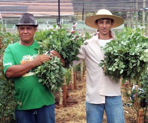 A produção de flores aumenta no Paraná, impulsionada por pequenos produtores familiares, que adotam o cultivo integrado com outras culturas. São produzidos, principalmente, crisântemos, rosas, orquídeas e grama para jardinagem. A Emater apoia os produtores, indicando as melhores práticas de cultivo. Foto: Divulgação Emater