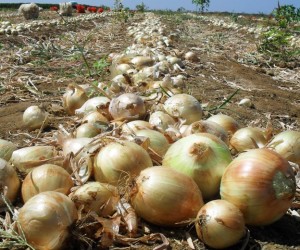 Produção de cebola. Foto: Divulgação