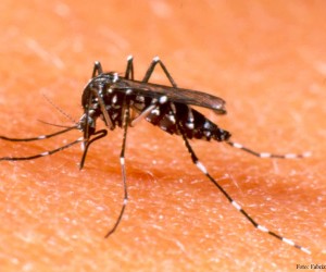 Aedes-aegypti