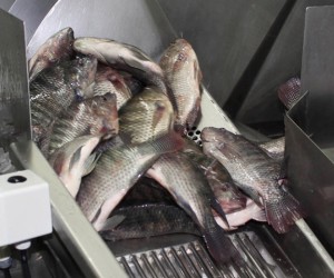 Tilapia
