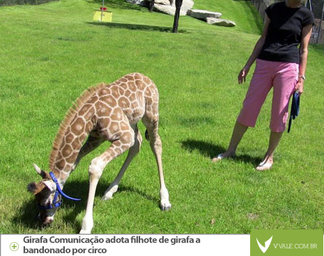 girafa-sitio