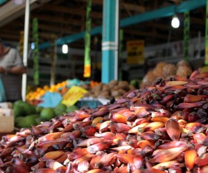 pinhao-colheita-pr