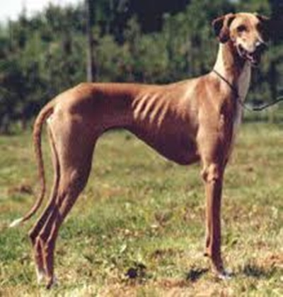 GALGOS