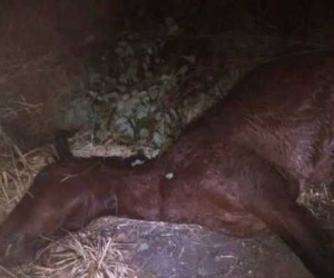 cavalo-morto-mallet