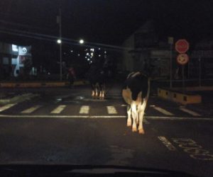 animais_furtados