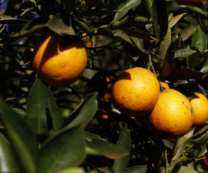 (Foto: Divulgação Cocamar).