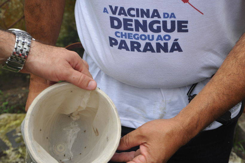 Casos De Dengue Caem 98 No Paraná Vvale 