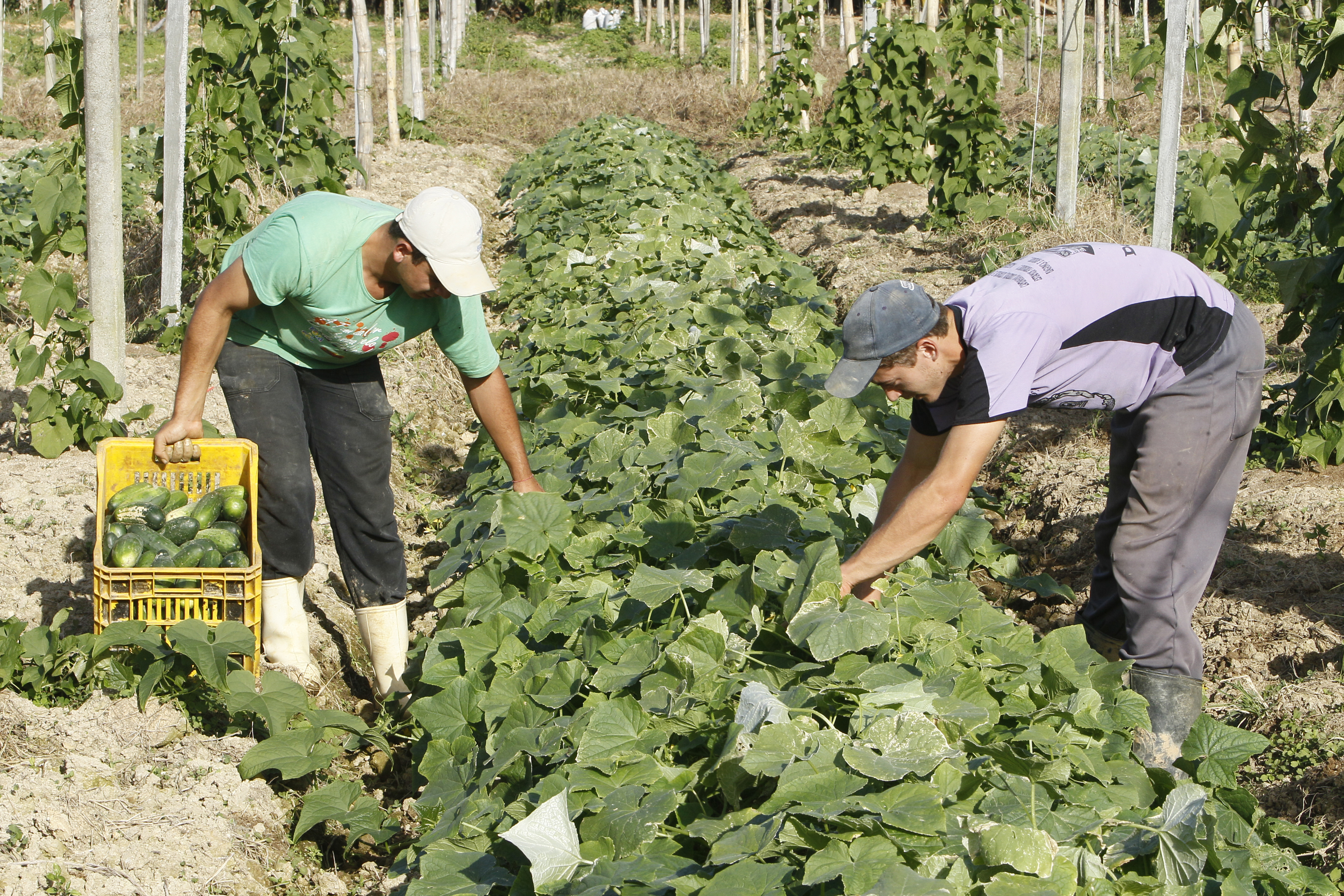 Agricultura apoia municípios com repasse de R$ 53 milhões - Agricultura