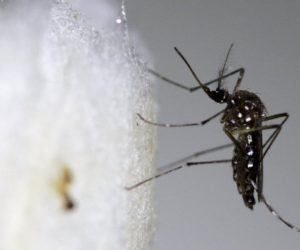 Porto União está entre os municípios catarinenses infestados pelo Aedes aegypti
