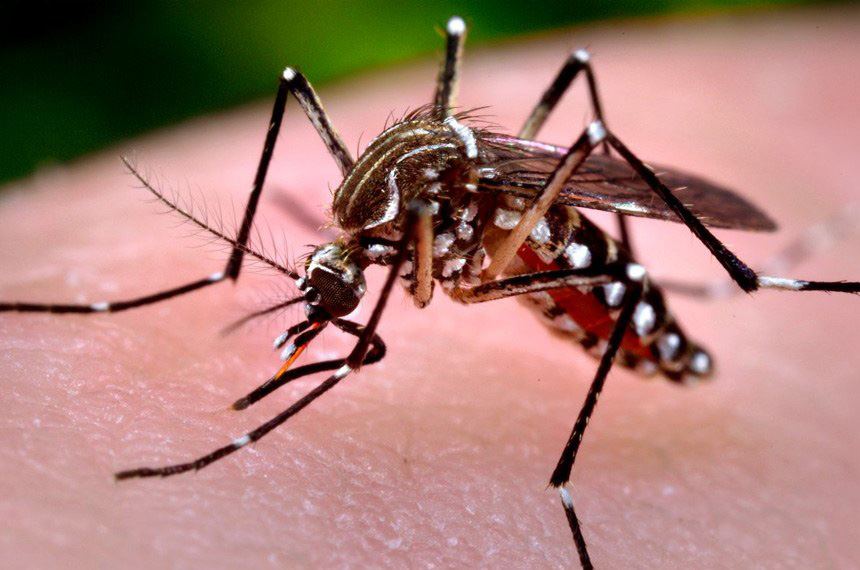 Aedes Aegipti, mosquito transmissor da dengue, chikungunya e zica vírus. (Foto: Agência Senado/Prefeitura de São Paulo).