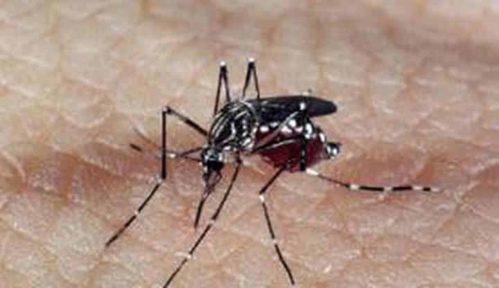 Aedes aegypti é o mosquito transmissor da dengue. (Arquivo Agência Brasil) 