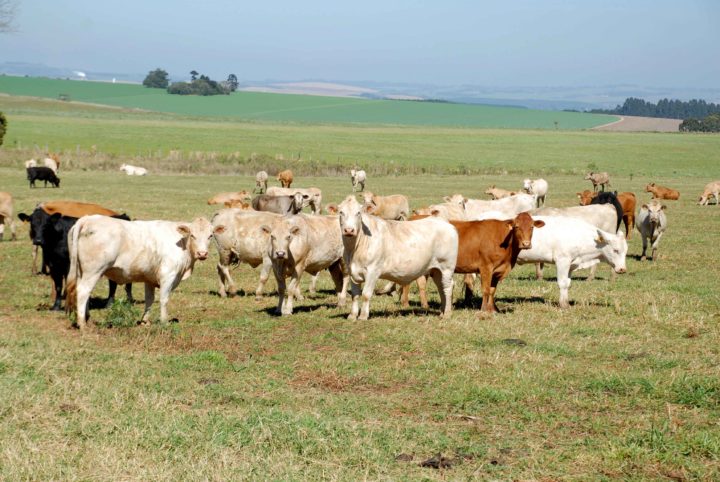 (Foto: Divulgação).