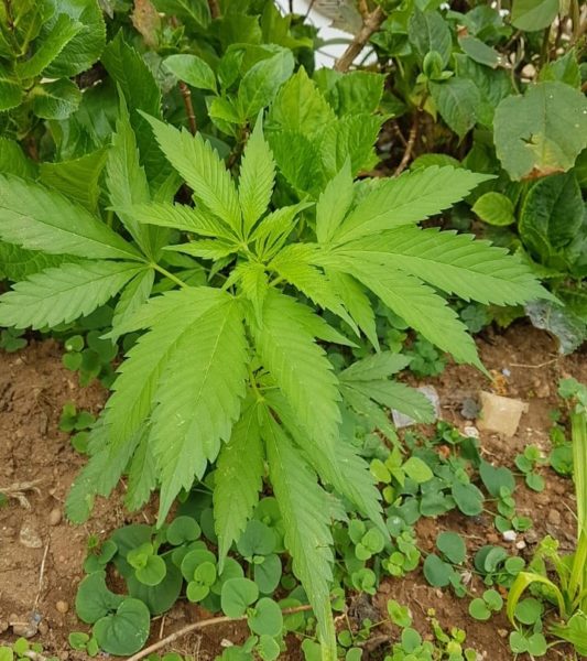 maconha