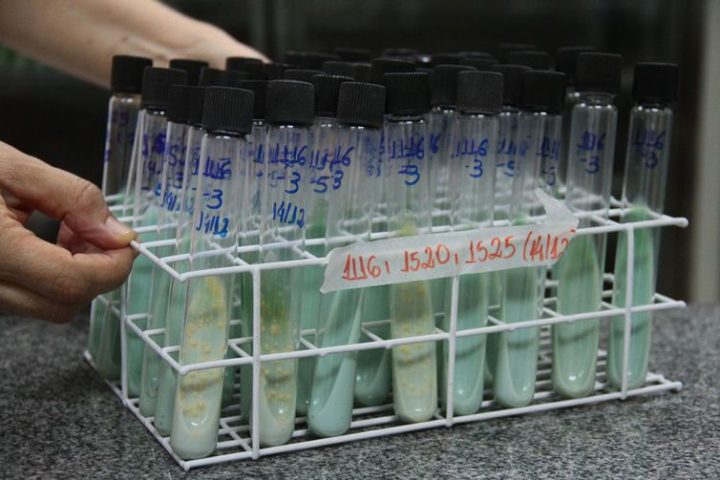 Teste para confirmação de tuberculose utiliza cultura da bactéria em ovos e tubos de ensaio em laboratório  (Arquivo/Maicon Lemes Costa/ Secom/RO)