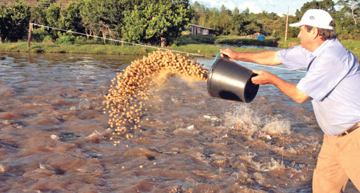 (Foto: Revista Agrícola).