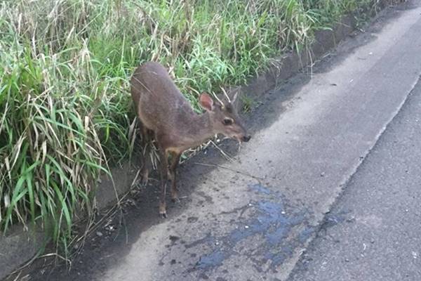 Animal foi encontrado ferido no trecho entre Matos Costa e Porto União (Foto: PM Ambiental/Divulgação).