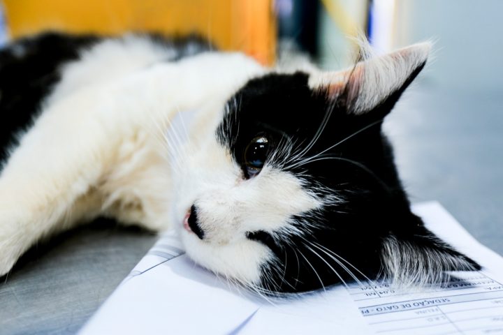 (Foto: AEN).