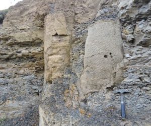 Fosseis de floresta de 290 milhoes de anos foram encontrados no Parana