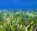 Maior planta do mundo Ã© descoberta na AustrÃ¡lia