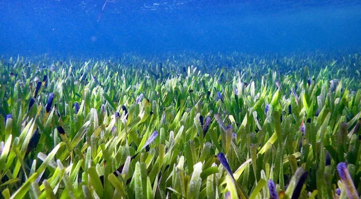 Maior planta do mundo é descoberta na Austrália