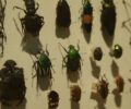 Biodiversidade de insetos no Brasil estÃ¡ em queda, mostra estudo