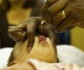 Campanha alerta para ameaÃ§a de retorno da paralisia infantil