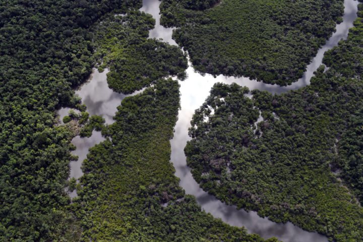Com queda de 54%, Paraná foi o estado que mais reduziu o desmatamento ilegal da Mata Atlântica