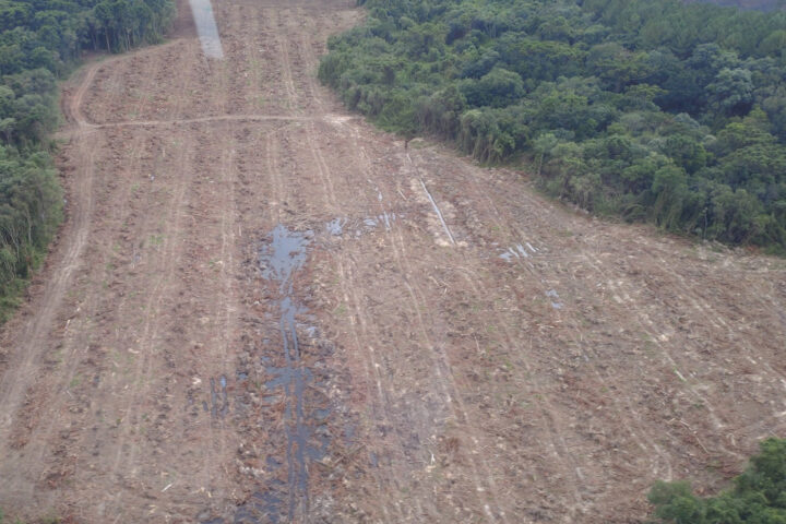 Com queda de 54%, Paraná foi o estado que mais reduziu o desmatamento ilegal da Mata Atlântica