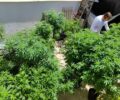 Especialistas discutem formas de melhorar acesso Ã  cannabis medicinal