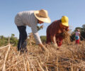 Coopera ParanÃ¡: Governo publica edital de R$ 31,5 milhÃµes para apoiar agricultura familiar