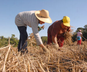 Coopera ParanÃ¡: Governo publica edital de R$ 31,5 milhÃµes para apoiar agricultura familiar