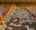 JapÃ£o retira embargo e importaÃ§Ã£o da carne de frango catarinense pode ser retomada