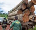 Ibama apreende carregamento de IpÃª extraÃ­do ilegalmente da Terra IndÃ­gena Cachoeira Seca, ParÃ¡