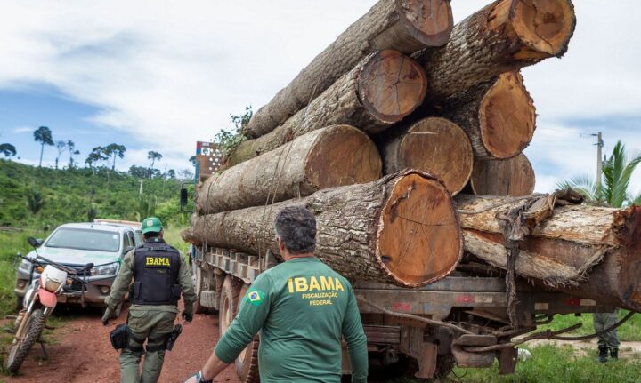 Ibama apreende carregamento de Ipê extraído ilegalmente da Terra Indígena Cachoeira Seca, Pará