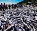 Pesca da Tainha em Santa Catarina
