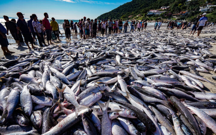 Pesca da Tainha em Santa Catarina