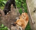 POLÃCIA CIVIL PRENDE EM FLAGRANTE HOMEM POR MAUS-TRATOS A ANIMAIS EM MAFRA